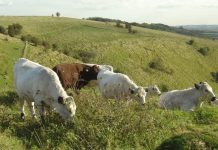 Is Kent still the Garden of England or fast turning into the concrete jungle?