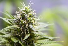 Canterbury is “weed central” so why don’t we just legalise it, say potheads