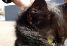 Concern over tragic three-legged puss of St Radigund’s
