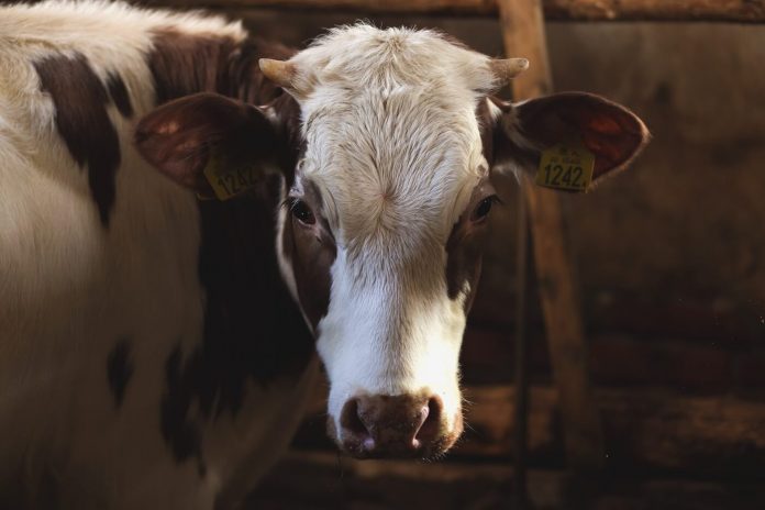 Cow-pixabay-dark-2