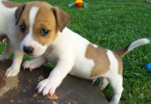 Animal sanctuary holding its spring fair this weekend