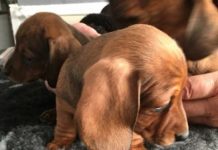 Police are hunting thieves who stole four-month-old puppy