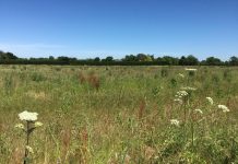 Council wins legal battle to prevent development on greenfield site