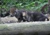VIDEO: Amazing footage of new wolf cubs and their mother