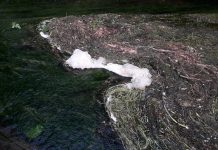 Strange substance spotted in Stour