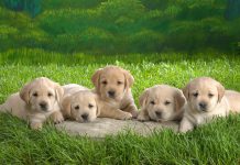 Christ Church research makes startling finding about dogs