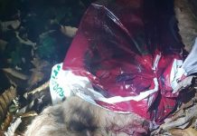 Mutilated puppy found in wood