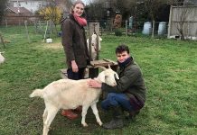 Would you give up your job to look after goats?