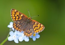 Wildlife group’s conservation work halts decline of stunning butterfly