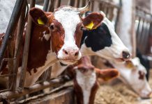 A vegan diet is the best solution on offer Cows in cramped conditions