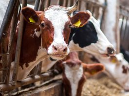 A vegan diet is the best solution on offer Cows in cramped conditions