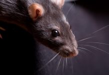 Are the rats on their way out in Thanington? Rat