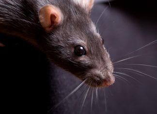 Are the rats on their way out in Thanington? Rat