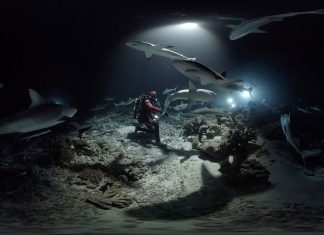 Ocean Festival splashes down