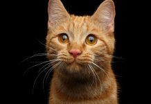 Cat dices with death on road