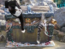If lockdown gets you down, why not hunt for treasure? Cats on a treasure chest